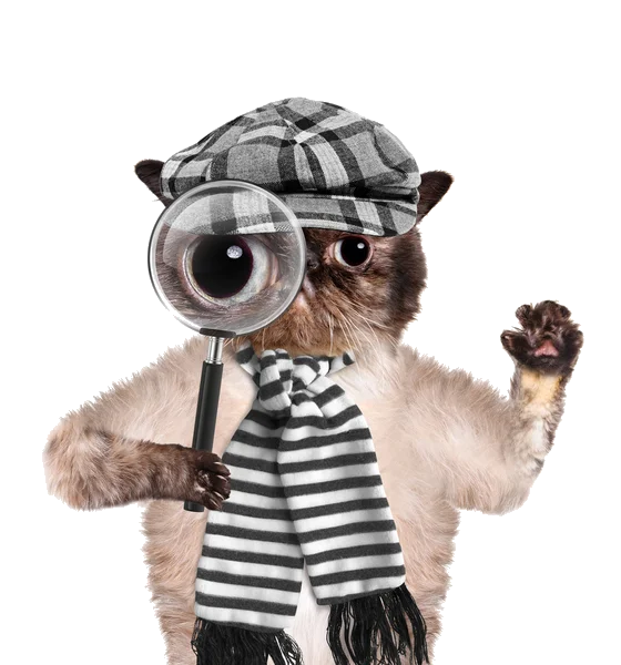 Join the Pocket Informant Scavenger Hunt right MEOW!