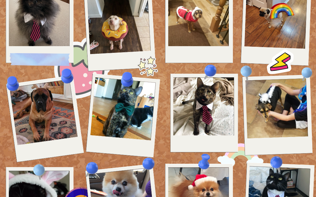 😻 Celebrate National Dress Up Your Pets Day with Pocket Informant!🐶